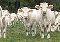 Charolais in Frankrijk