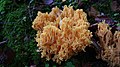 Ramaria aurea