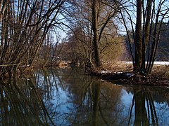 Naturnahes, von Schwarz-Erlen gesäumtes Flussbett der Lein unterhalb von Leinzell