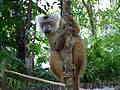 Eulemur fulvus