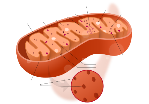 Mitochondrion structure