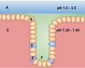 Gastric glands are composed of epithelial cells (A), chief cells (C), and parietal cells (B). The chief and parietal cells produce and secrete mucus (D) to protect the lining of the stomach (F) against the harsh pH of stomach acid. The mucus is basic, while the stomach acid (E) is acidic.