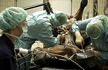 Mehrere Personen operieren ein Pferd in einem Operationssaal an der Pferdeklinik der Universität Bern
