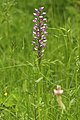 Orchis militaris