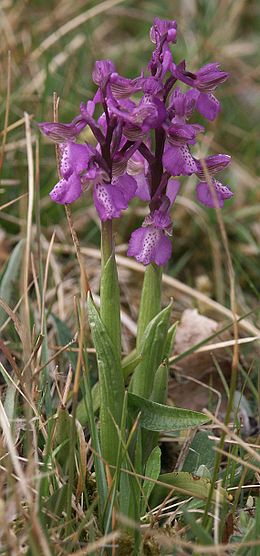 Anacamptis morio