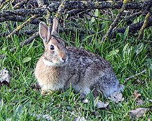 European rabbits as one of the animals that threatened the white-faced storm petrels