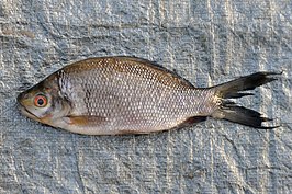 Osteochilus kelabau