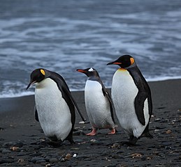 Arjantin'in güneyinde yaşayan penguenler