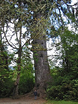 Quinault Lake Spruce, a faj harmadik legnagyobb képviselője