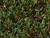 A group of green plants with round leaves, sprouting pink flowers.