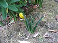 Sternbergia lutea first flower opening