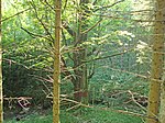 Sommerlinde (Tilia platyphyllos)