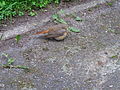 4 vogel braun rotschwanz