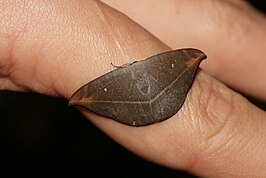 Albara reversaria