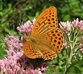 Argynnis paphia Keizersmantel