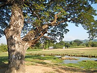 Caba rural landscape