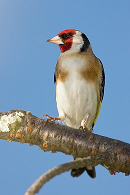 Tengelic (Carduelis carduelis)