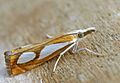 Catoptria pinella