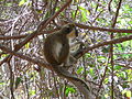 Grüne Meerkatzen Green Monkey