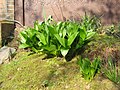 Colchicum speciosum leaves