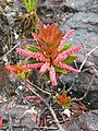 Cyrilla racemiflora auf dem Roraima-Tepui