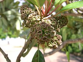 Daphniphyllales