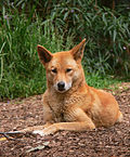 An Australian dingo, taken at a wildlife sanctuary/rescue center.