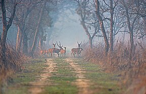 Wald im Dudhwa-Nationalpark