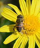 Hoverfly on flower