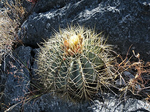 Plant growing in habitat south of Caricillo towards Xichu, Guanajuato