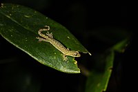 Hemiphyllodactylus chiangmaiensis