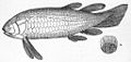 Typical fish - Invention of bones and scales, the fins have complex musculation and articulations. The lateral fins will evolve to become limbs.