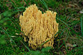 Ramaria flava