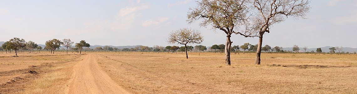 Tanzanya'da bulunan ve ülkedeki en büyük dördüncü millî park olan Mikumi Milli Parkı´nın bir panoraması.(Üreten:Muhammad)