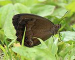 ♂ Kakamigahara, Gifu prefecture, Japan.