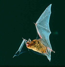 Myotis austroriparius