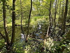 Sumpfwald am Mühlenbach / Straße Isseldyk