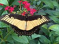 Papilio androgeus