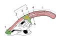 Seen here is a Parasaurolophus skull with a view into nasal cavity of the cranial crest. It is hypothesized that the Parasaurolophus pushed air through its long cranial crest to make low register sounds that could be heard for miles. 1. Nostril 2. 3. 4. 5. 6.