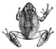 Image of Philautus dubius