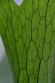 Close-up shot of P. grande frond