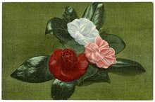 Front: Picture of Camellia Japonicas.; Verso: "Marshallville, Georgia, "Where Georgia Peaches Started." Thousands of Camellia Japonicas, November–March."; Verso: "Genuine Curteich-Chicago, "C.T. American Art""