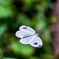 Mid-flight, Sri Lanka with a clear view of the forewing