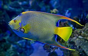 Queen angelfish