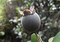 Up close, and high definition of the native rose myrtle, with a ripe fruit in Hong Kong.