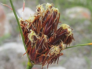 Flowering head (inflorescence) showing anthers and stigmas