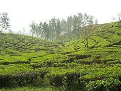 Tea garden in Puncak