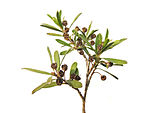 Kunzea ericoides sprig