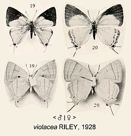 Epamera violacea