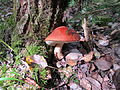 Leccinum aurantiacum